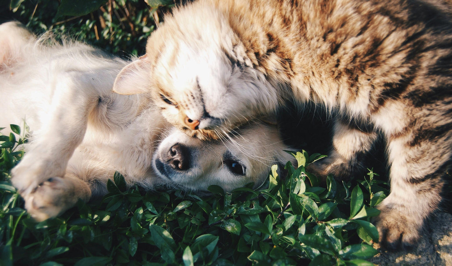 honden en katten